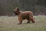 BRIARD 290